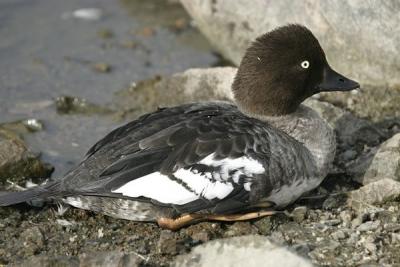 Common Goldeneye (Bucephala clangula)