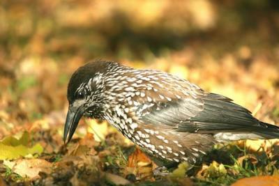 Nutcracker (Nucifraga caryocatactes)