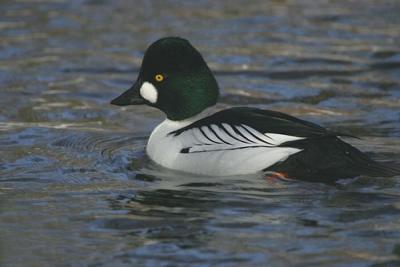 Common Goldeneye (Bucephala clangula)