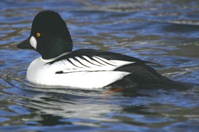 Common Goldeneye (Bucephala clangula)