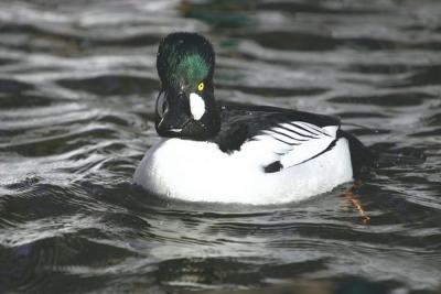 Common Goldeneye (Bucephala clangula)