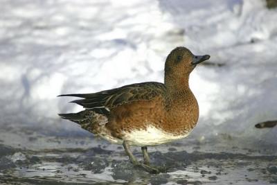 Eurasian Wigeon (Anas penelope)