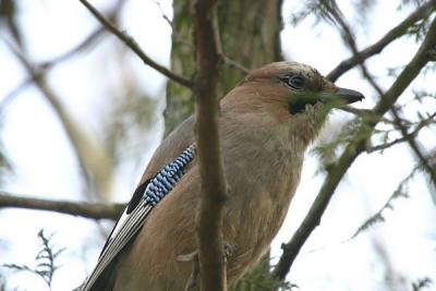 Eurasian Jay (Garrulus glandarius)