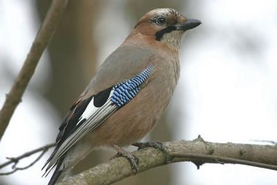 Eurasian Jay (Garrulus glandarius)