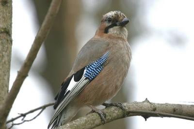 Eurasian Jay (Garrulus glandarius)