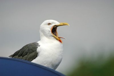 Lesser Black-backed Gull (Larus fuscus intermedius)