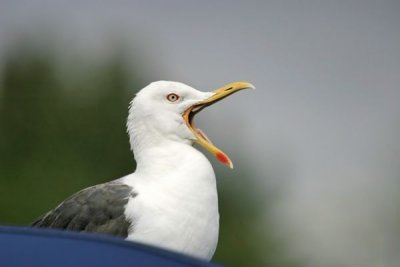 Lesser Black-backed Gull (Larus fuscus intermedius)