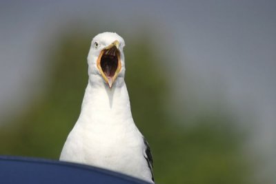 Lesser Black-backed Gull (Larus fuscus intermedius)