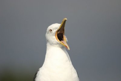 Lesser Black-backed Gull (Larus fuscus intermedius)