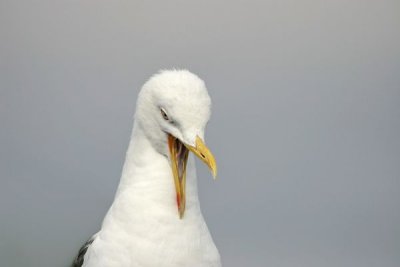 Lesser Black-backed Gull (Larus fuscus intermedius)