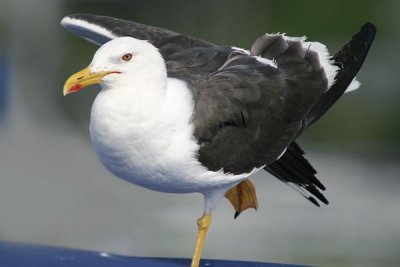 Lesser Black-backed Gull (Larus fuscus)