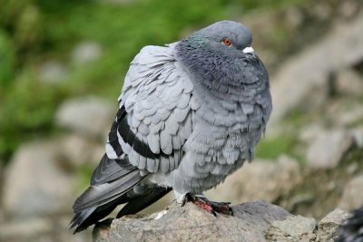 Rock Dove (Columba livia )