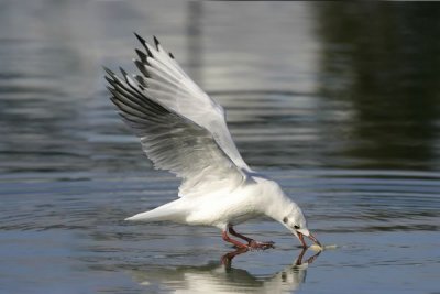 Black-headed Gull (Larus ridibundus)