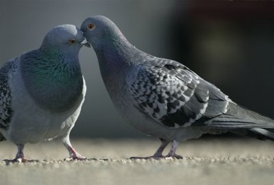 Rock Dove (Columba livia )