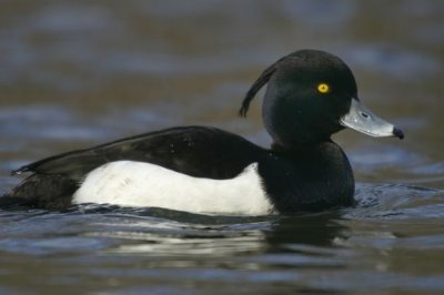 Tufted Duck.Male ( Aythya fuligula)