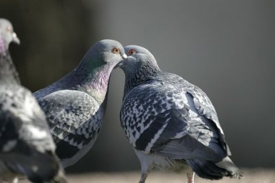 Rock Dove (Columba livia )