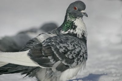 Rock Dove (Columba livia )