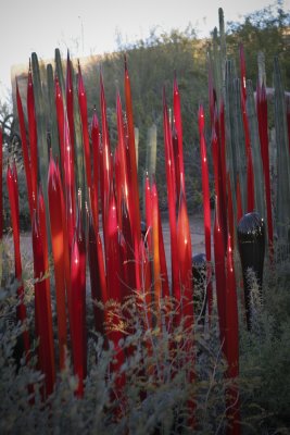 Chihuly Exhibit @ The Phoenix Botanical Gardens