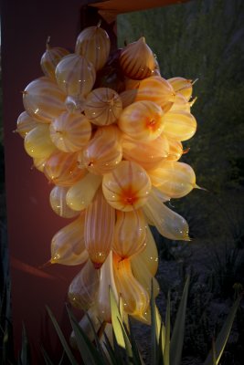 Chihuly Exhibit @ The Phoenix Botanical Gardens