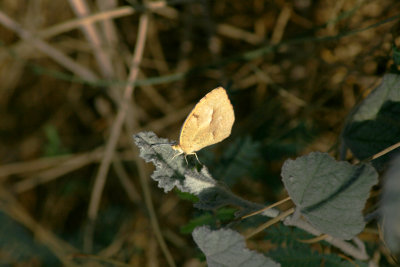 butterflies