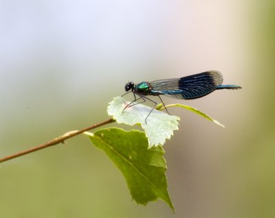 Blbandad Jungfruslnda, Uppland