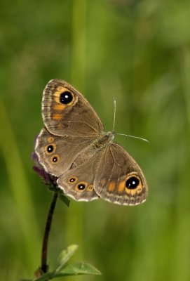 Vitgrsfjril (Lasiommata maera), Uppland