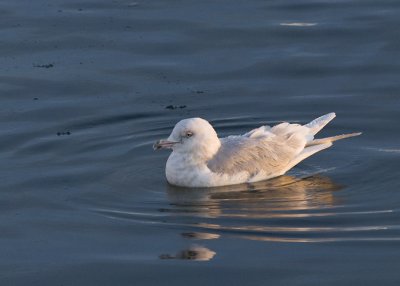 Iceland Gull (Vitvingad trut)