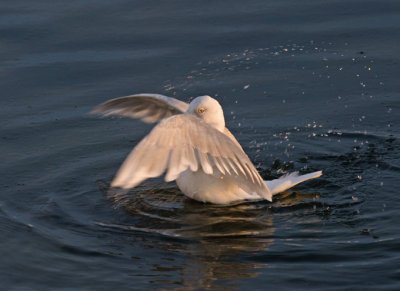 Iceland Gull (Vitvingad trut)