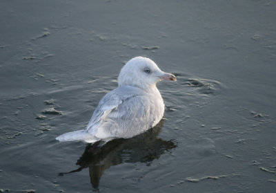 Iceland Gull (Vitvingad trut)