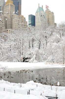 Snow and birds in Central Park, NY