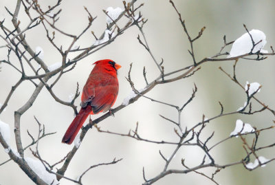 Northern Cardinal