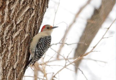 Red-bellied Woodpecker female