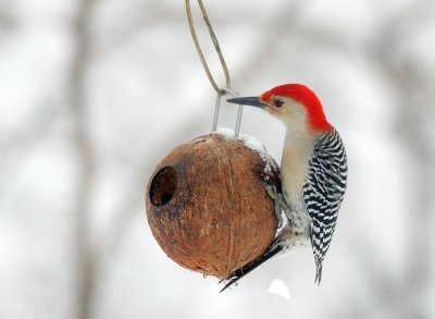 Red-bellied Woodpecker male