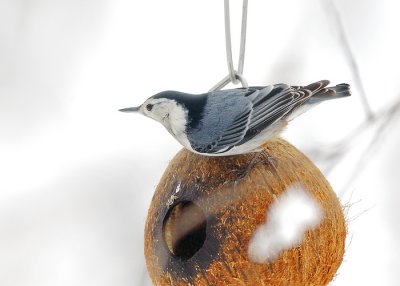 White-breasted Nuthatch