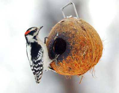 Downy Woodpecker male