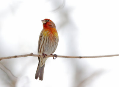 House Finch