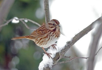 Song Sparrow