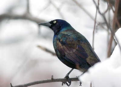 Common Grackle