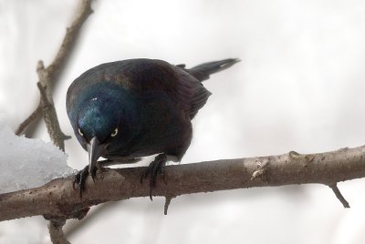 Common Grackle