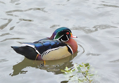 Wood duck wintering in The Pond