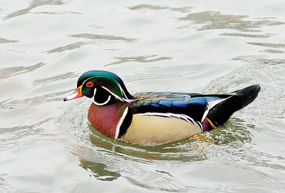 Wood duck