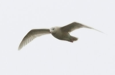 Glaucous Gull (Vittrut)