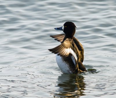 Tufted Duck (Vigg)