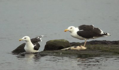 Great Black-backed Gull (Havstrut)