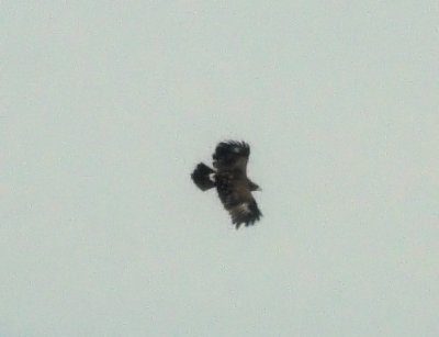 Greater Spotted Eagle (Strre skrikrn)