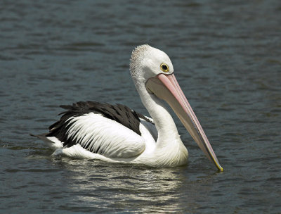 Australian Pelican, Sydney