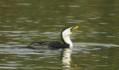 Little Pied Cormorant, Melbourne