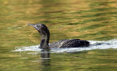 Little Black Cormorant, Melbourne