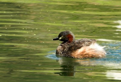 Australasian Grebe, Perth