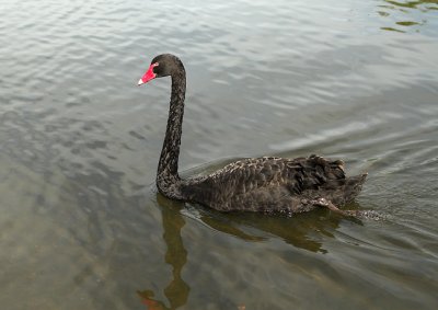 Black Swan, Melbourne